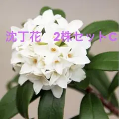 沈丁花　白８０センチ 沈丁花 白花 H500～700 - SORAの植木屋さん