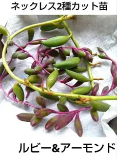 ネックレス２種カット苗