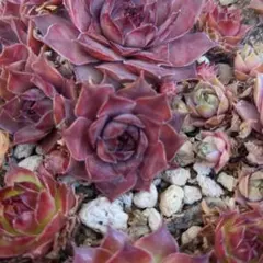 センペルビウム Sandi Lu Sandi Lu センペルビウム 多肉植物 - メルカリ