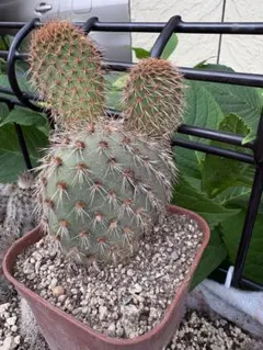 た*か様 人気植物‼️ 野狐 Opuntia pycnantha - メルカリ
