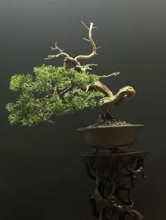 sunday様 真柏 小品盆栽 糸魚川真柏 盆栽 樹高19cm 天ジン 天シャ