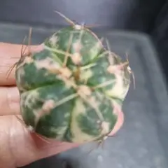 ◇◇　サボテン　海王丸錦　◇◇　抜き苗のサムネイル