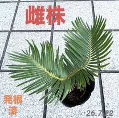 2026年最新】蘇轍の人気アイテム - メルカリ