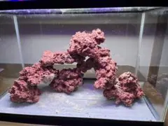 2026年最新】人工 ライブロックの人気アイテム - メルカリ