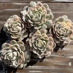 2026年最新】オンスロー錦の人気アイテム - メルカリ