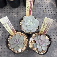 ミックスベリア　おらいさん苗　３品種　抜き苗セット　多肉植物