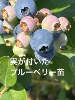 マッキー様専用！ 完熟 生ブルーベリー【大粒〜特大】900g(180g×5p 
