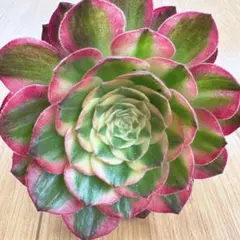 99#多肉植物アエオニウム錦❤️ ポセイドン ❤️1大頭19cm拔き苗