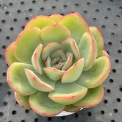 88#観葉植物アエオニウム錦❤️ グリーンメデューサ❤️ 1大頭12cm 拔