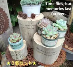 2026年最新】流木の花台の人気アイテム - メルカリ