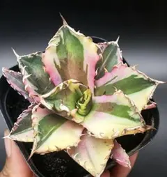 アガベ チタノタ 赤猫　白覆輪錦　斑入り 希少株 観葉植物