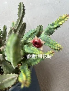 2025年最新】フェルニア ゼブリナ錦の人気アイテム - メルカリ