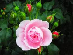 Item thumbnail for item f420531f-14ed-43d0-b354-cb0b5b6a4e84