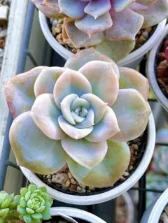 ❤ラブリーローズ錦❤ 白斑  葉挿しっ子✴赤斑葉挿し付✴⑥ ラブリーローズ（錦）の繁殖｜🍀GreenSnap（グリーンスナップ）