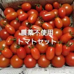 農薬不使用　ミニトマト・中玉トマトセットのサムネイル