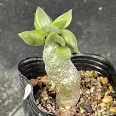 2025年最新】チレコドン 万物想の人気アイテム - メルカリ