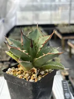 たかぴー様 リクエスト 2点 まとめ商品