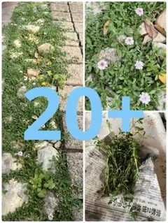 2026年最新】ヒメキランソウの人気アイテム - メルカリ