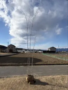 2026年最新】アオダモ 株立ちの人気アイテム - メルカリ