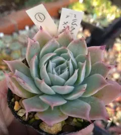 cochan様 リクエスト 5点 まとめ商品