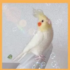 羊毛フェルト オカメインコ ルチノー fit=scale-down,w=1200