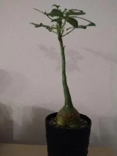 激レア/塊根植物】アデニア ペナンギアナ 鉢植え C-3 - メルカリ