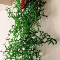 ヒカゲノカズラ☆100サイズ箱めいっぱい‼️南天同梱可‼️リピ&フォロー割有‼️