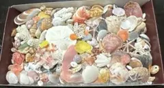 貝殻詰め合わせ　箱入り。