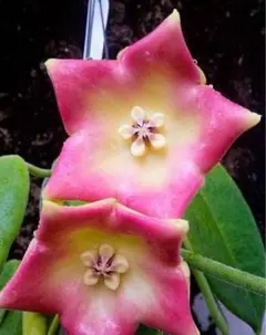 くまくろ様 リクエスト 4点 まとめ商品