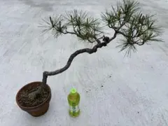 赤松のサムネイル