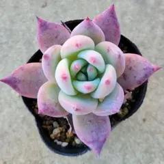 2026年最新】多肉植物 リンゼアナの人気アイテム - メルカリ