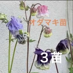 みぃちゃん様 リクエスト 3点 まとめ商品