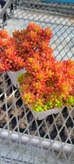 セダム 多肉植物 紅葉可愛い　虹の玉　9cmポット2セット
