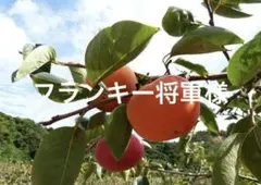 フランキー将軍様