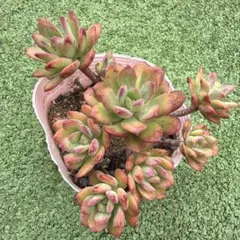 美斑❣️ミニベル錦❣️カット苗　1本  エケベリア ミニベル錦8カット カット苗 多肉植物 斑入り 寄せ植えや多肉丼 - メルカリ