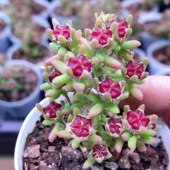 多肉植物 紫晃星(トリコディアデマ デンサム） 抜き苗 - メルカリ