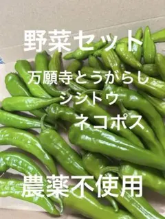 ブランド兵庫県産 万願寺とうがらし 栽培期間中農薬不使用 - メルカリ