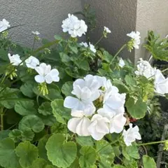 育てやすい白花ゼラニューム苗①のサムネイル