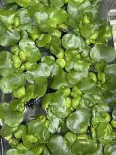 TAIYAKI様 リクエスト 2点 まとめ商品