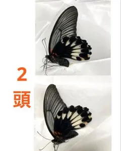 2026年最新】昆虫標本 蝶の人気アイテム - メルカリ