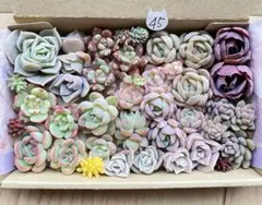 くまさん様 リクエスト 2点 まとめ商品