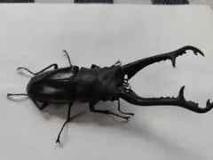 90mm ギラファノコギリクワガタ 開翅標本 90mm ギラファノコギリクワガタ 開翅標本 - メルカリ