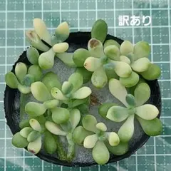 ドドシュカ様 リクエスト 2点 まとめ商品