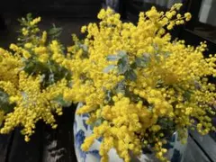 フレッシュミモザ最終　貴重　箱一杯　保水有り　無農薬　送料無料！