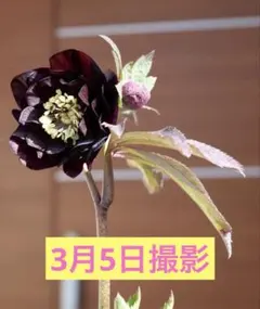 2026年最新】加藤農園クリスマスローズの人気アイテム - メルカリ