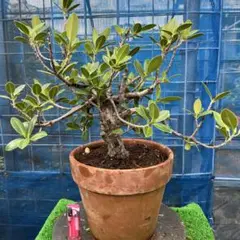 2026年最新】ガジュマル 盆栽の人気アイテム - メルカリ