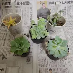 多肉植物 八重桔梗 玉響 抜き苗 ポットの中身全部 セット 多肉アン 