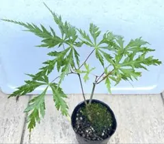 希少！Begonia incisa ベゴニア インキサ 原種 - メルカリ