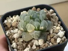 み*マ様 水中月錦 ⑥ ハオルチア オブツーサ錦