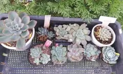 希少❣️ゆうパック発送　beehouseさん人気種交配5苗セット　多肉植物 希少❣️ゆうパック発送 beehouseさん人気種交配5苗セット 多肉植物